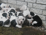 WELL TRAIN AMERICAN BULLDOGS FOR ADOPTION,  THEY ARE ALL PUTTY RAISE IN